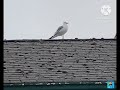 Seagulls on top of the Building