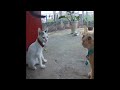 A fun day with adorable cat actions 😆 Funny Animal Videos 2024 🐕❤️
