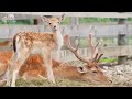 Lovely Wild Cute Animals With Relaxing Music (Colorfully Dynamic), Baby Animals 4K
