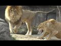 Lion Luna (♀) waits for Gaou (♂) from the morning 💗 But at the end Luna gets angry [Tennoji Zoo]