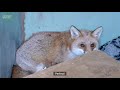 Furious fox found DANGLING by her leg!