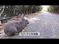【 大久野島 】 山道で出会った人懐こいウサギさん達