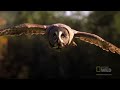 Super-Hearing Helps Owl Hunt | World's Deadliest