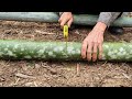 Create an organic vegetable garden with bamboo fences - Tropical forest