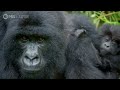 Alpha Gorilla is Dad of the Year