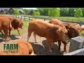 904 Norfolk County Rd 30 Tillsonburg ON | Farms For Sale In Ontario
