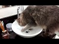 Gato bebendo água e tomando banho ao mesmo tempo
