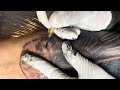 Eagle tattoo | eagle tattoo forearm | Timelapse