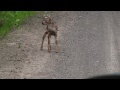 Doe and Newborn Baby Fawn.MTS