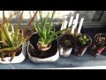Regrowing a Store bought onion.(Forth Update) Regrowing an Onion in a Container.