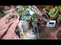 ALOCASIA CARE AND PROPAGATION | Silver Dragon And Cuprea #alocasia #houseplants #plantcare