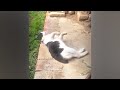 😅 Best Cats and Dogs Videos 😂 Funny And Cute Cats Videos 2024 🐕