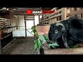 BREEDING LEBIH MENGHASILKAN || 10 JUTA  GAJINYA