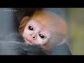 Baby Animals - Amazing World Of Young Animals | Scenic Relaxation Film