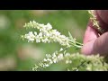A Video Field Guide To 10 Edible & Medicinal Plants