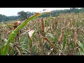 Awas Jangan Salah ..! Ini lah waktu Yang Tepat Pemangkasan Batang Jagung Sebelum Panen