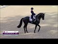 Van Olst Horses Glamourdale Freestyle European Championships 2023