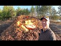 Harvesting the Giant Pumpkin - Grown in Leaf & Coffee Ground Compost