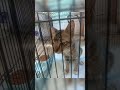 pertolongan pertama saat kucing terluka berlobang atau bekas gigitan dan perawatannya