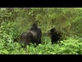 Silverback Showing Off To The Female | Mountain Gorilla | BBC Earth