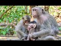 Love nature and animals. monkey video. wildlife.macaco. baboon. primates. monkey. bandar. kurangan