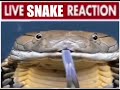 live snake reaction