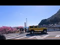 【4K Japan Walk】Early blooming sakura make you feel like spring is coming a little earlier