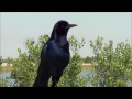 Boat-tailed Grackle Sounds Off