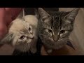 We adopted two kittens! | Kelowna Kitten Rescue | Lucy and Luna | New additions to the family!