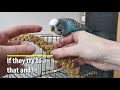 Budgie Body Language: What is My Budgie Showing me?