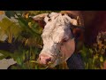 【iPad Pro】A painting of a Cow |   Art Set4  App