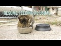 How to Trap a Feral Cat for TNR