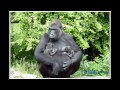 Baby gorilla tweeling - Baby gorilla twins - Gorilla gorilla gorilla _Burgers Zoo
