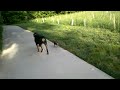 Chihuahua chasing Rottweiler