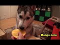 Wolfie the Husky, Eats Everything!!!