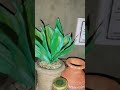 DIY planter 🪴🌲🌴🌳🌿🌱 | Best out of waste | diy planter from waste bottle | #diy   #Toha art and craft