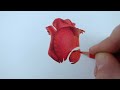 Coloured pencil red rose time-lapse #coloredpencil #rosedrawing #valentinesday #polychromos