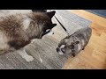 Tiny Dog Goes Into Huge Husky's House!