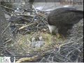 3rd eaglet hatches at Pittsburgh Hays nest