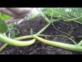 Compost Experiment // Growing a Giant Pumpkin in Leaf Compost
