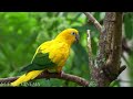 Birds That Call Jungle Home - Singing Birds | Forest Edition |  Scenic Cinema With Nature Sounds 4K