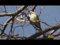 Eastern Phoebe Calling, American Mink and Great Blue Heron ~ May 3, 2013 ( in HD )