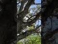 100 Year Old Live Oak Tree