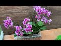 How to grow orchids without watering helps orchids easily bloom all year round.