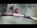 Blue- Eared Kingfisher (Alcedo meninting) Regional Name: नीलकर्ण खंड्या / निळ्या कानाचा धीवर