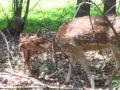 New born baby and mama deer 3