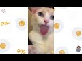 Rolling on the Floor Laughing - Funny Pets Edition 😍 Funniest Dogs and Cats Videos 😺🐶