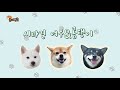 Dog Reaction When Injected(Eng sub)