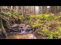 Birdsong with Gentle Waterfall In a Peaceful Forest | Soothing Nature Sounds | Relaxing Sleep Sounds