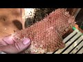 Saving 2 Beehives From Ants & Termites